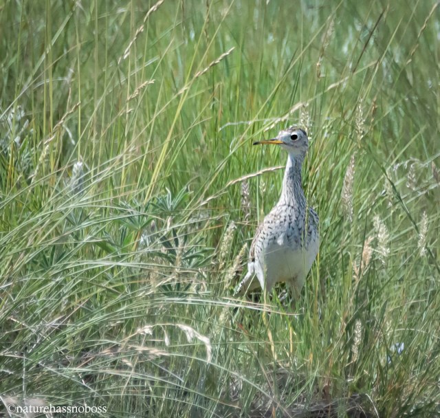 UPland_sandpiper_09234 copy