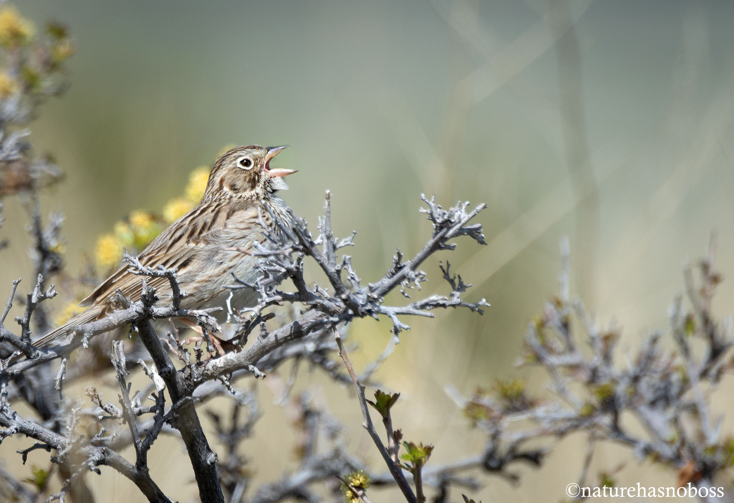 vesper_sparrow_0121 copy
