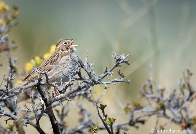vesper_sparrow_0121 copy