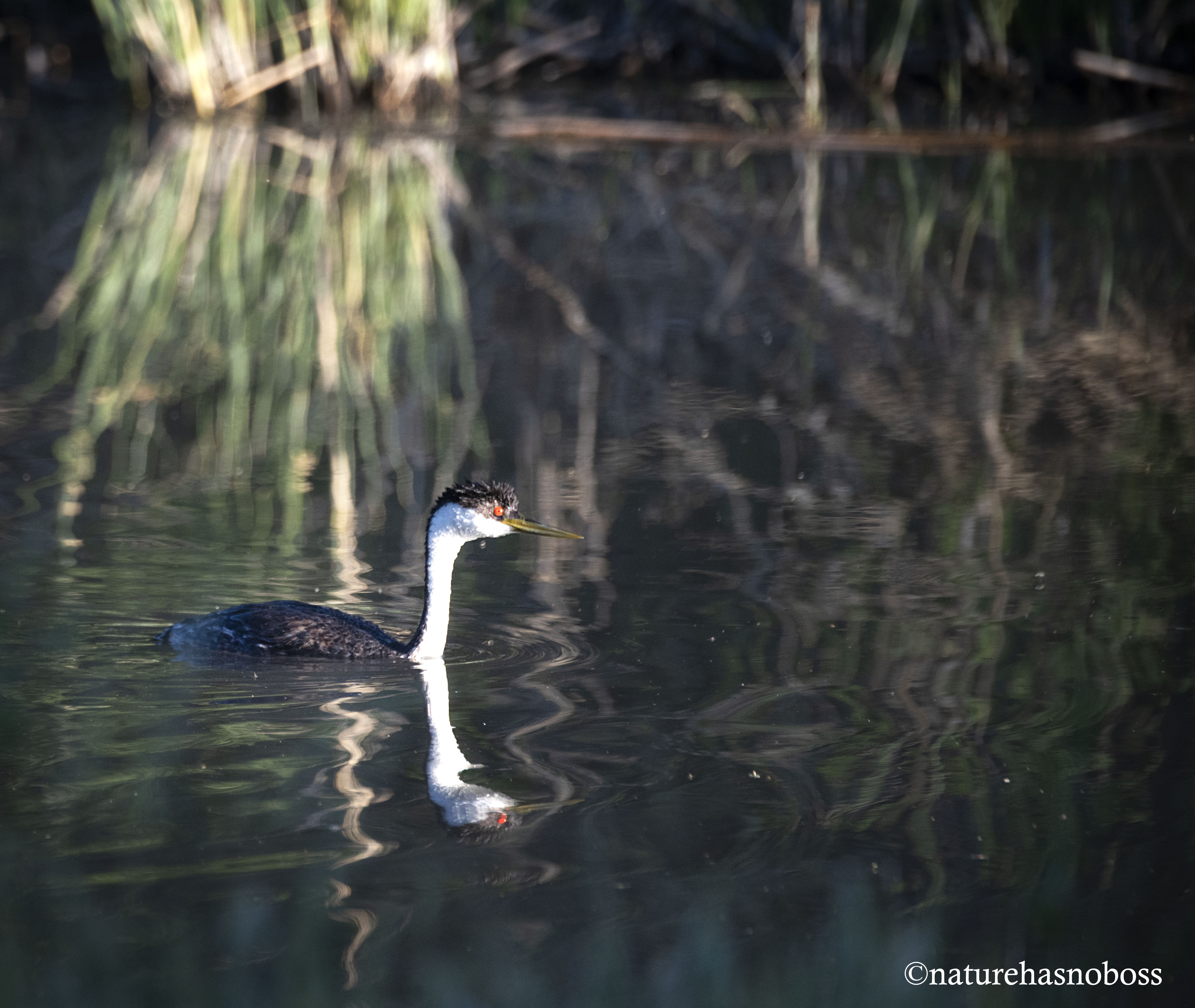 Western_grebe_231546