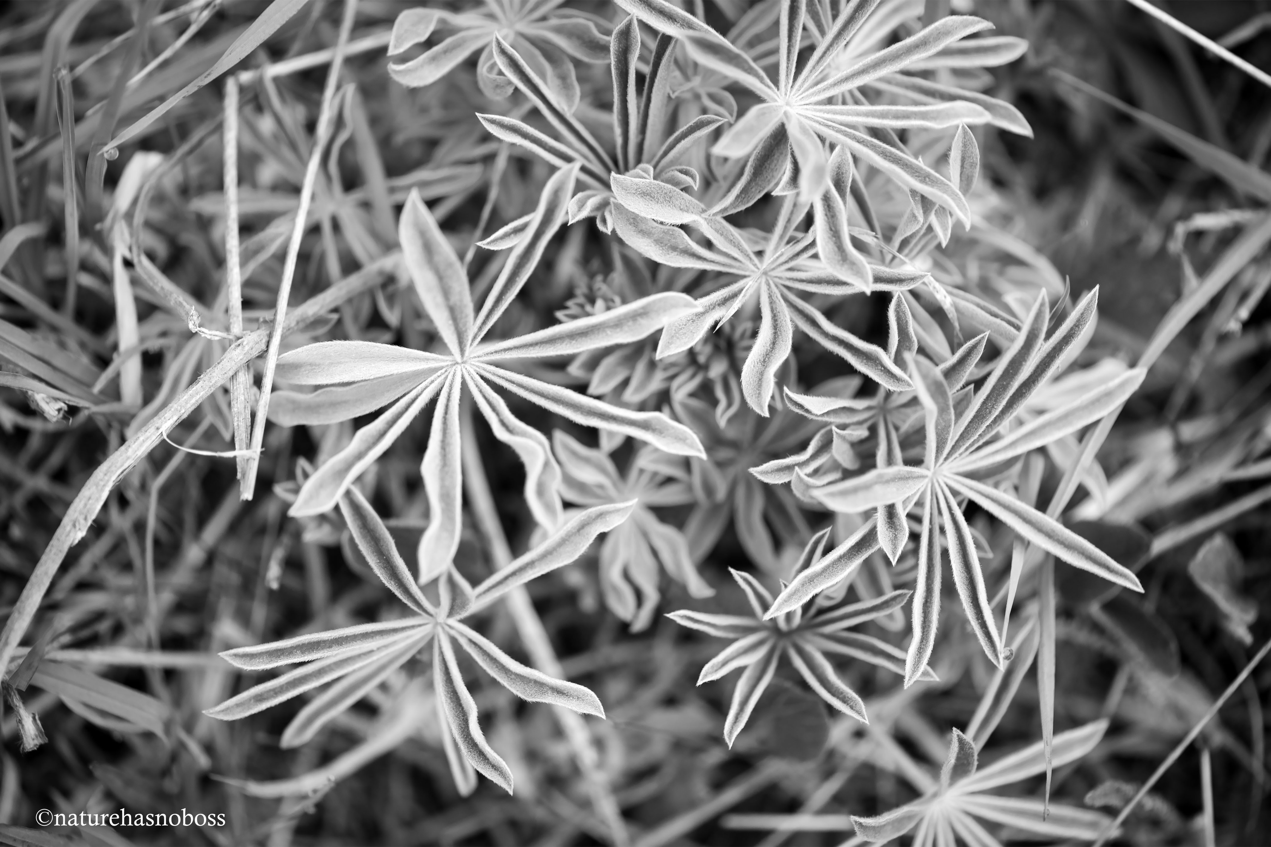 Wildflower_monochromes_671234 copy