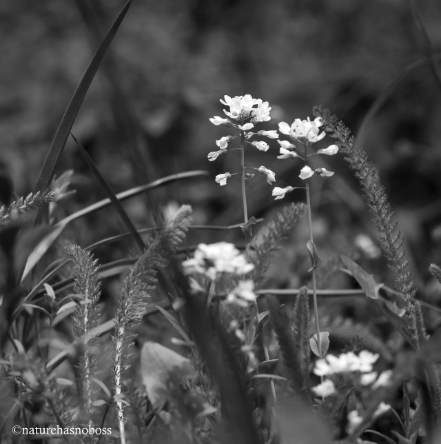 Wildflower_monochromes_672312 copy