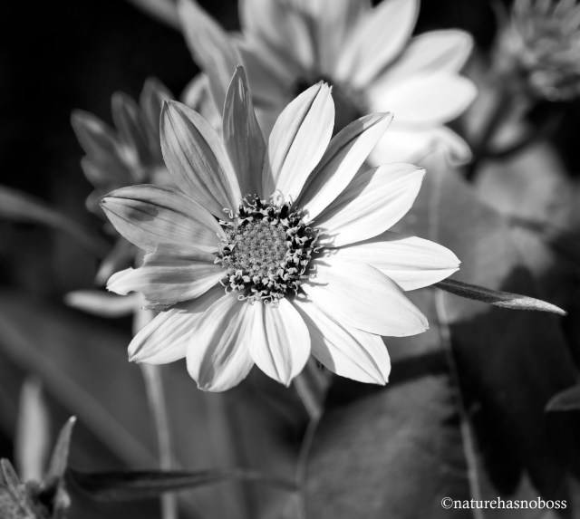 WIldflower_monochromes_675612 copy