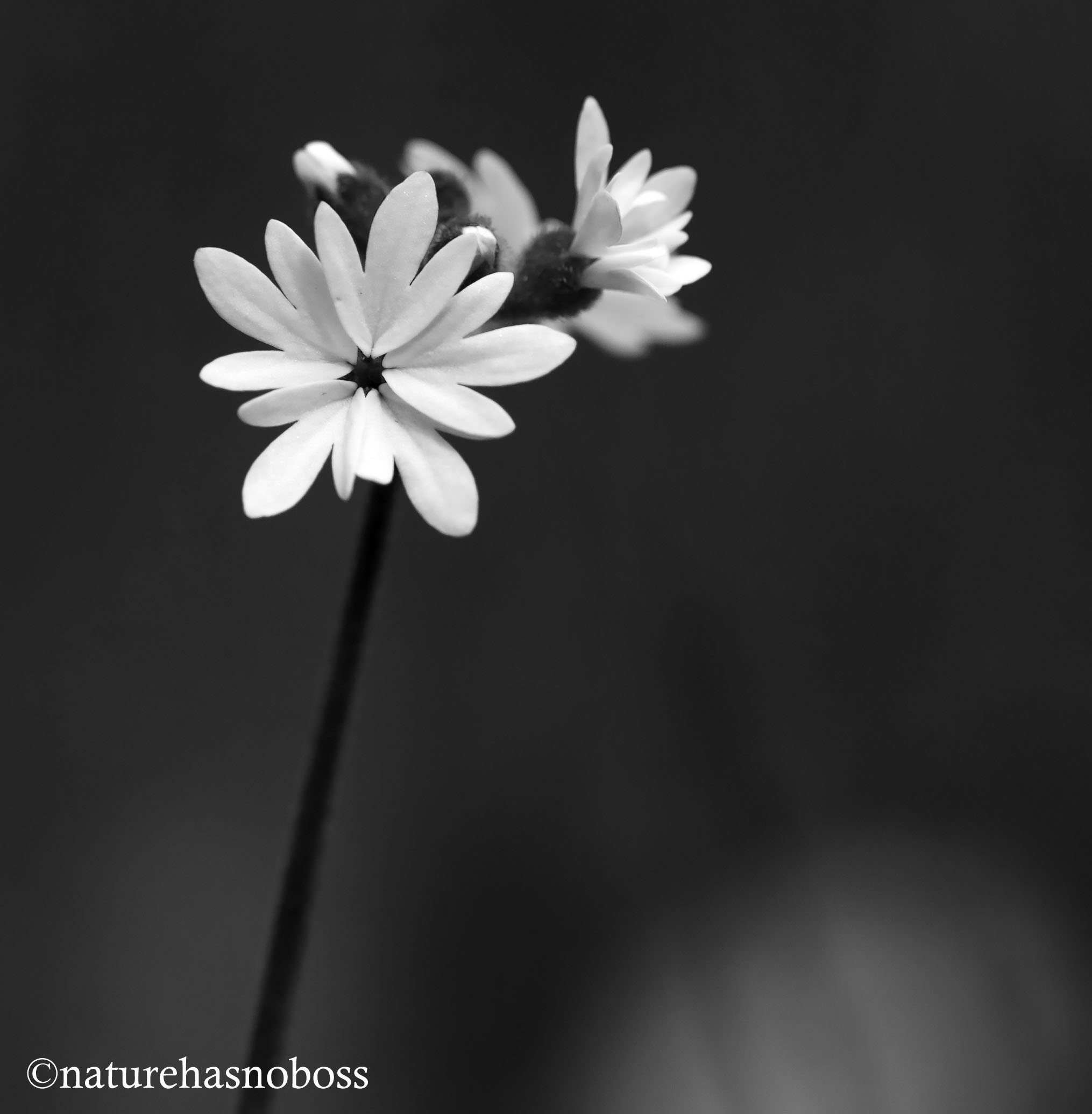 Wildlfower_monochromes_674356 copy