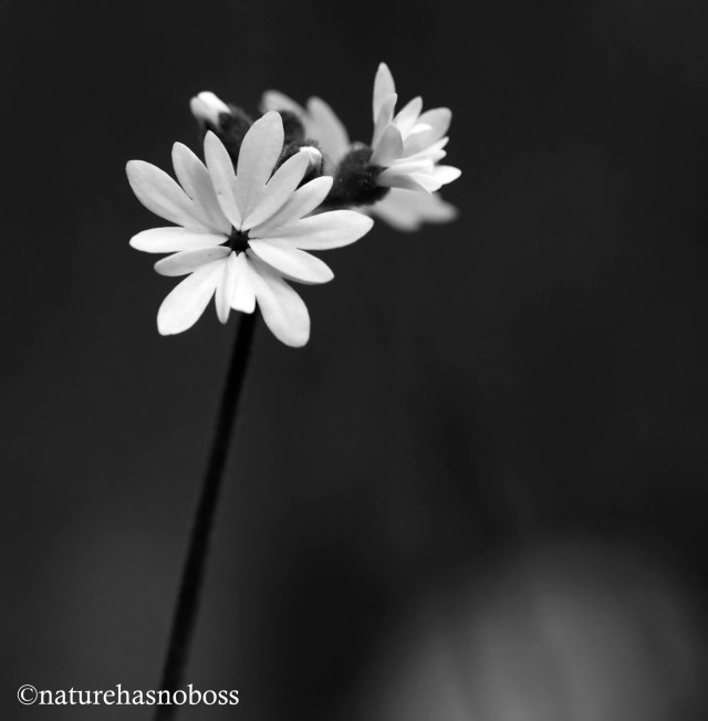 Wildlfower_monochromes_674356 copy