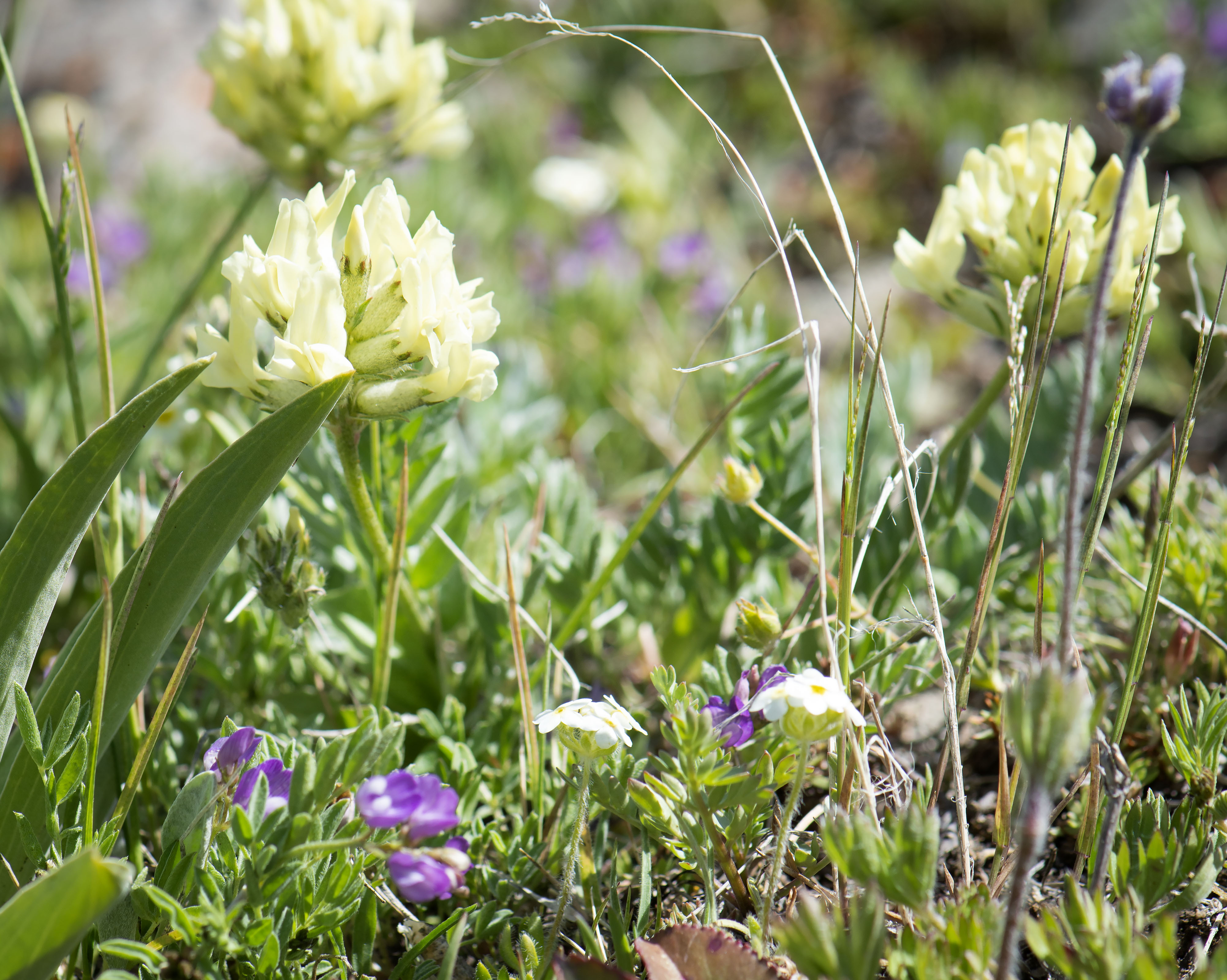 Alpine_gardens_0002