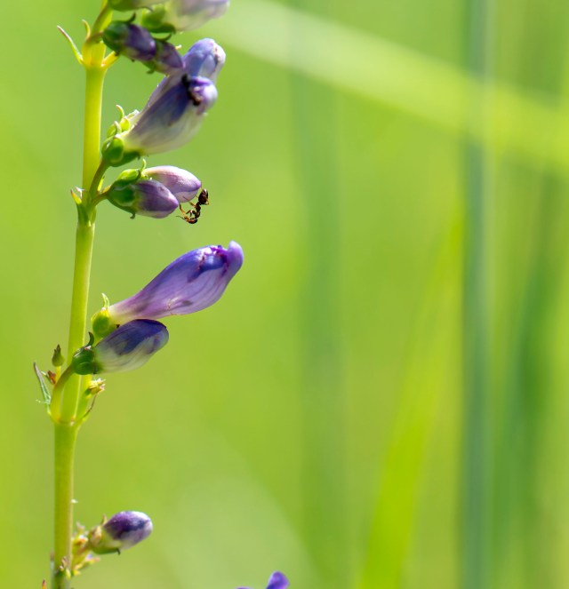 Ants_in_the_plants_1