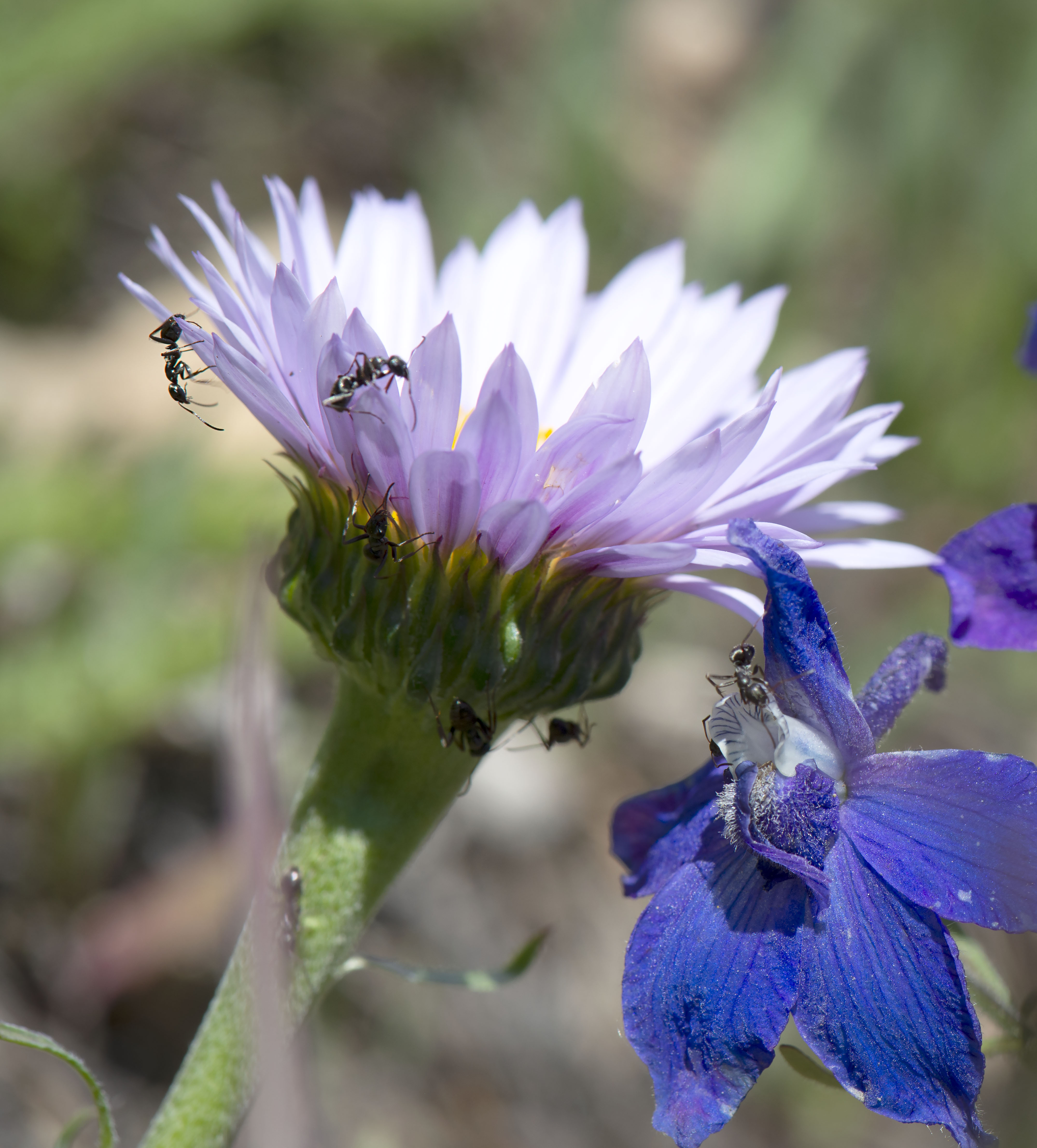 Ants_in_the_plants_2