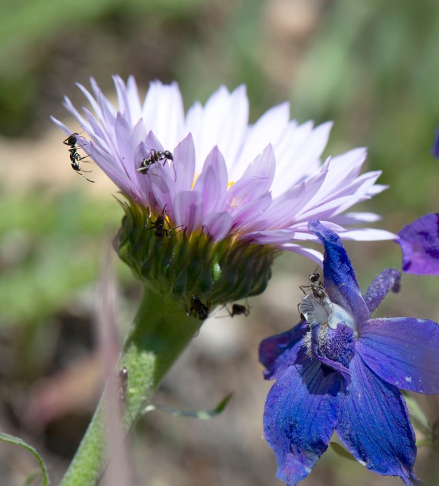 Ants_in_the_plants_2