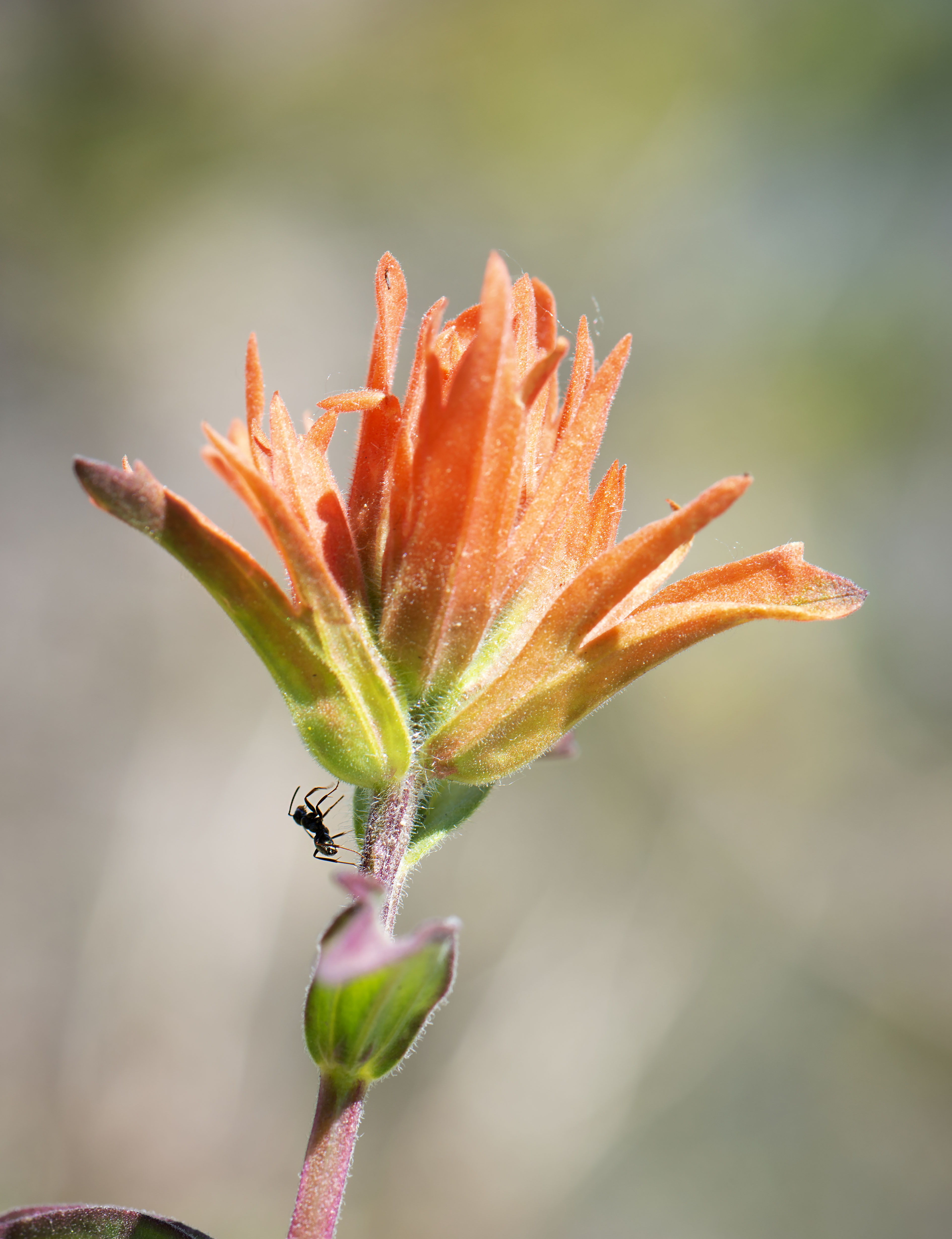 Ants_in_the_plants_3