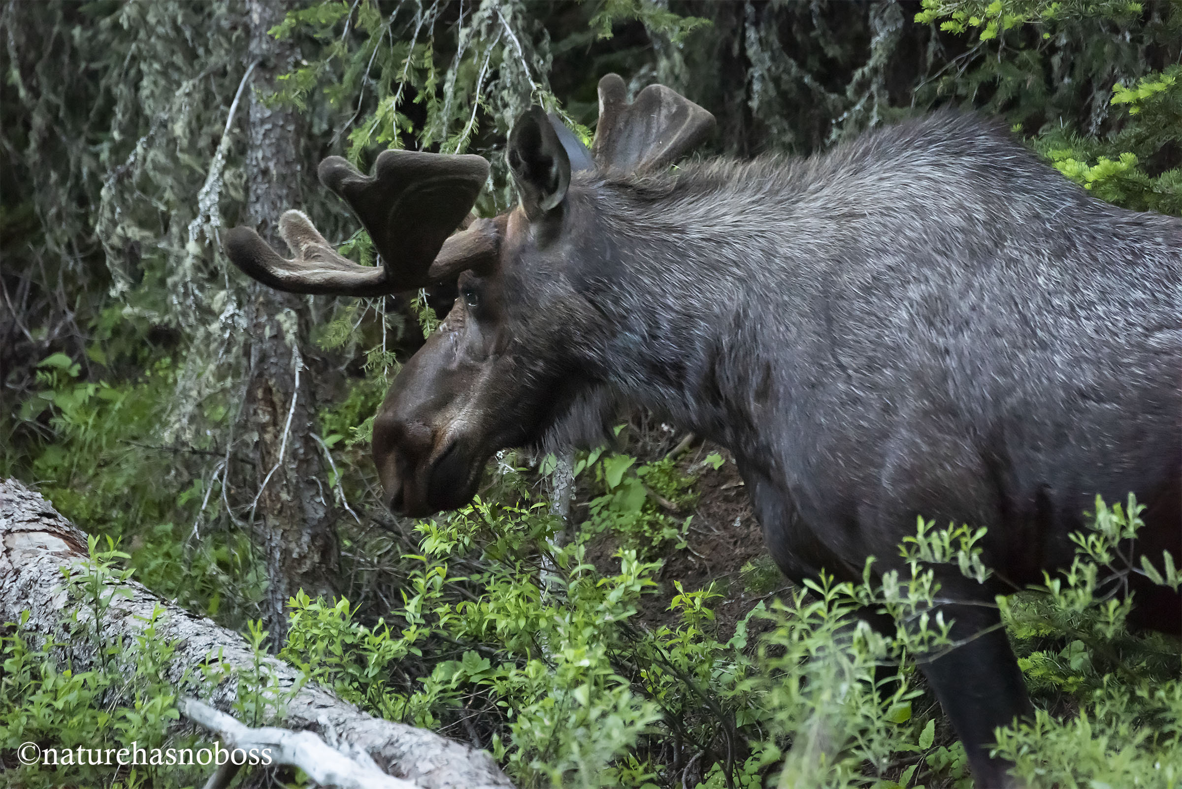 Just_passing_through_123109 copy