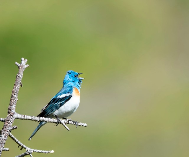 Lazuli_bunting_091267