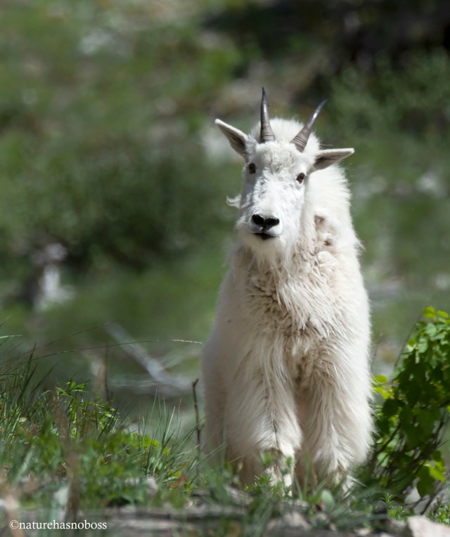 Mountain_goat_781209