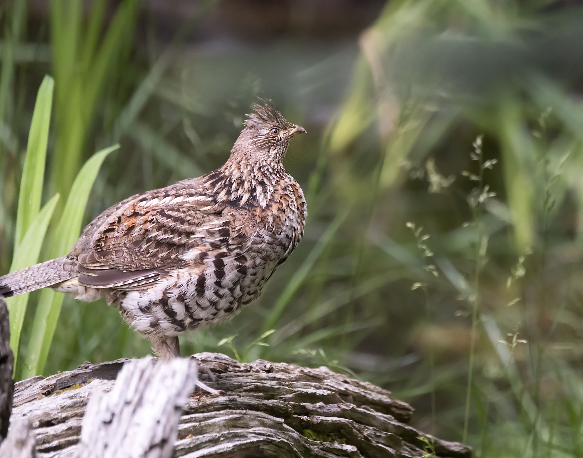 Ruffed_grouse_901298