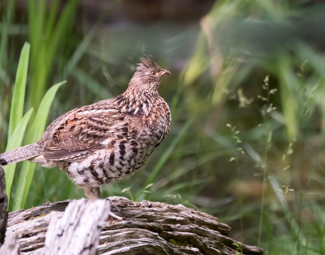 Ruffed_grouse_901298