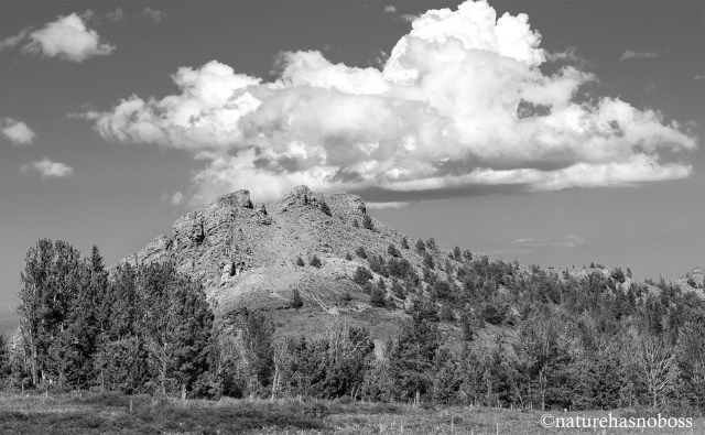 SUmmer_days_0917823_bw