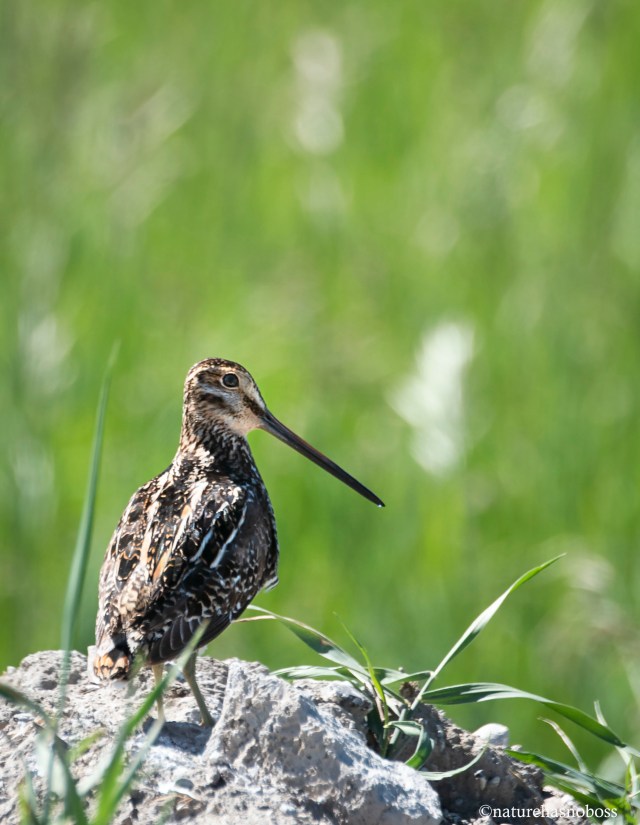 Summer_snipe_1214 copy