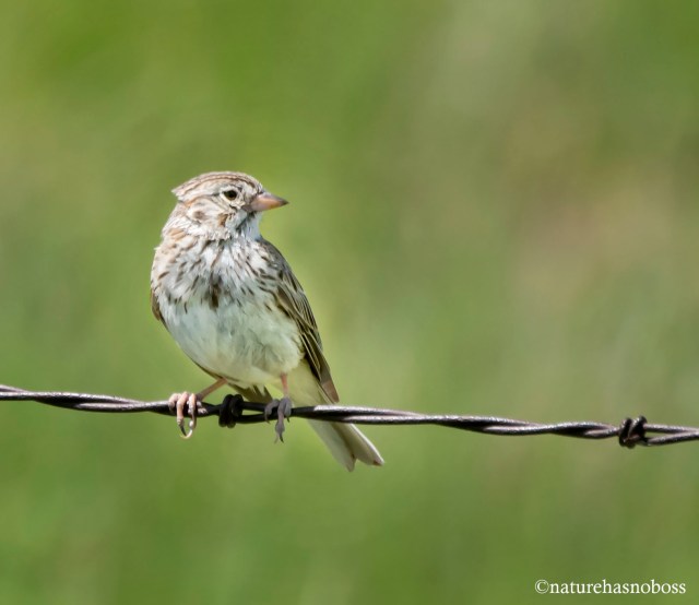 White_crowned_female_092398