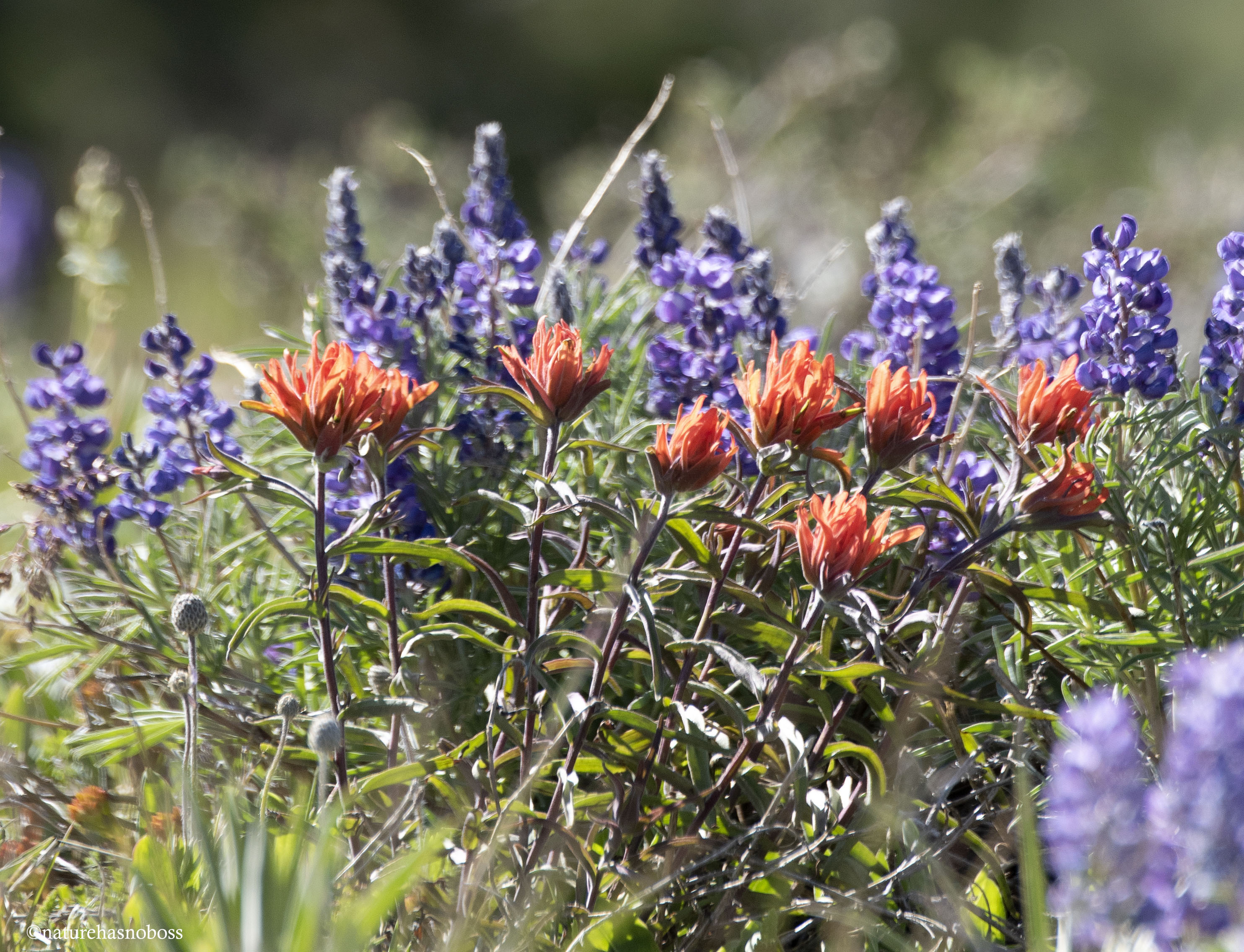 ALpine_garden_07 copy