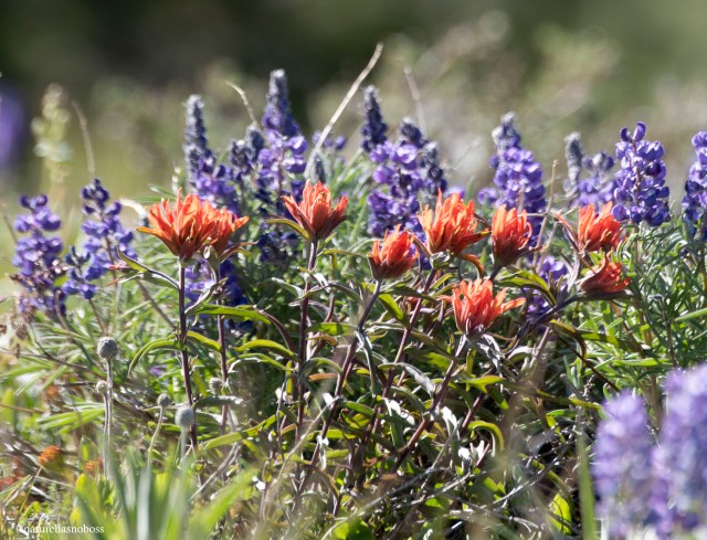 ALpine_garden_07 copy