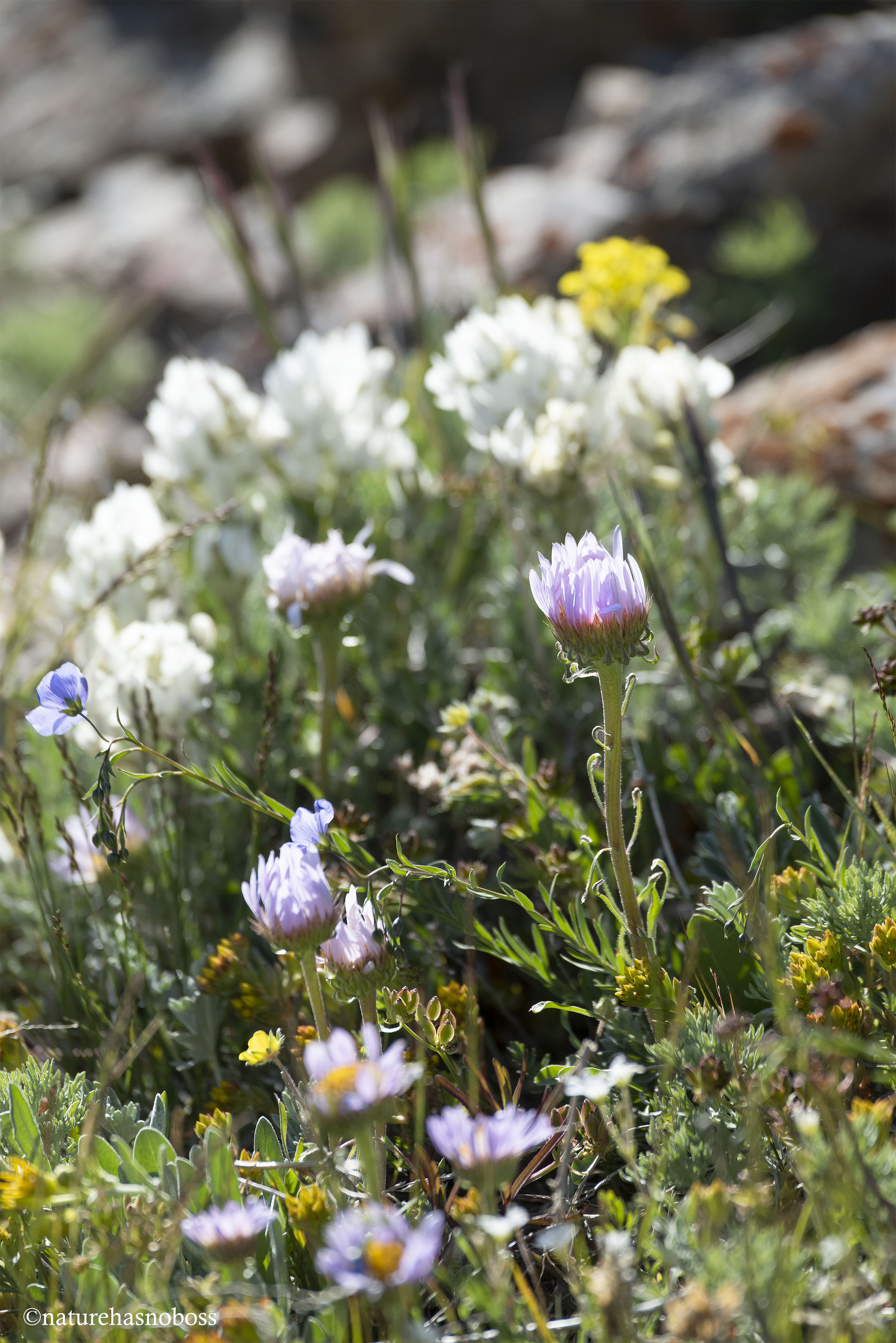 Alpine_garden_08 copy