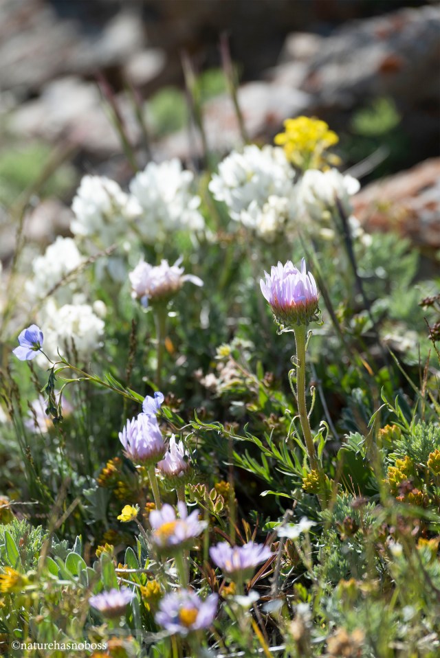 Alpine_garden_08 copy