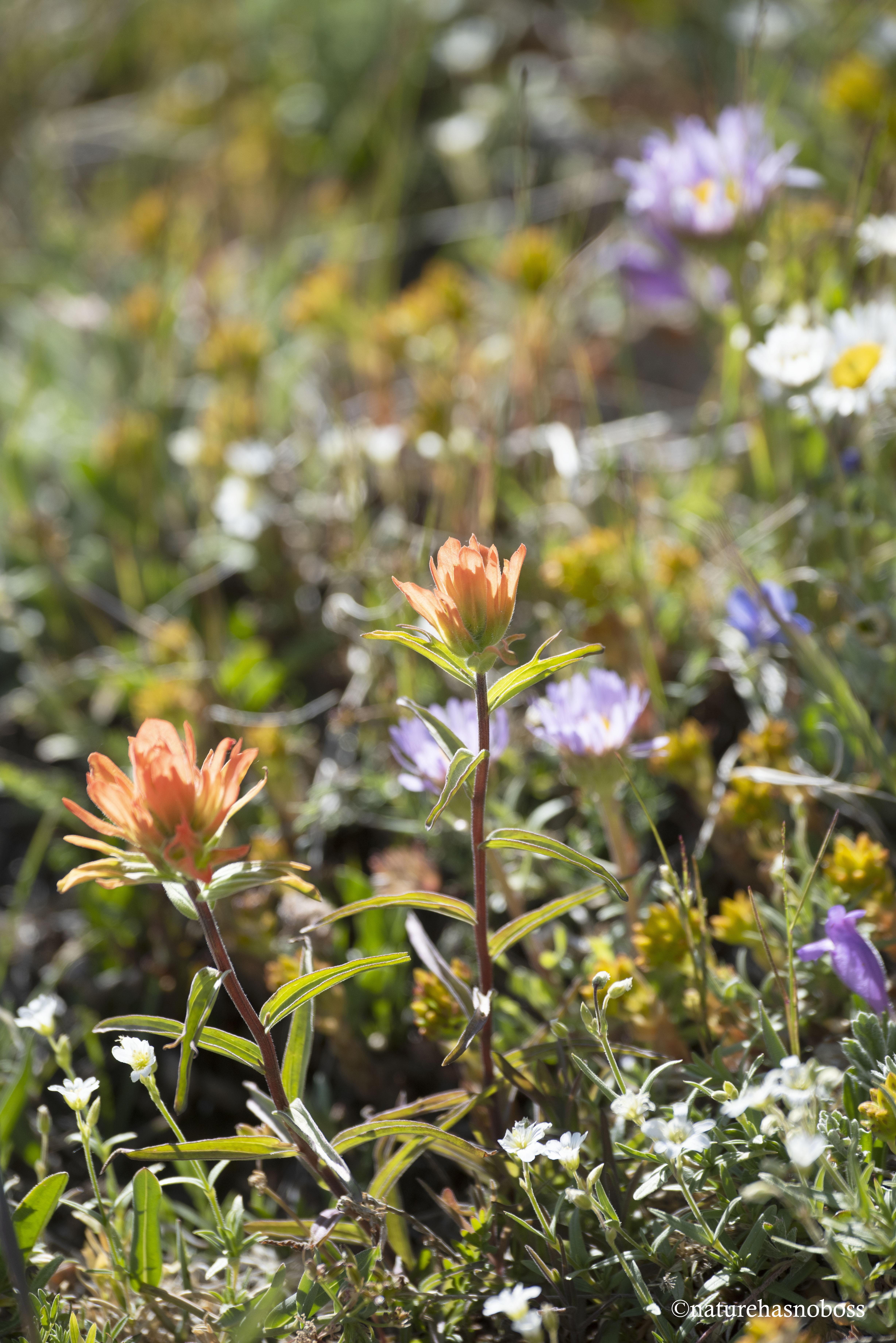 Alpine_garden_09 copy