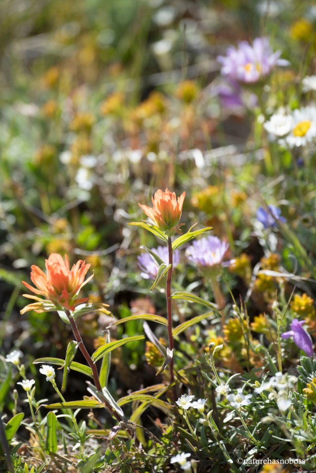 Alpine_garden_09 copy