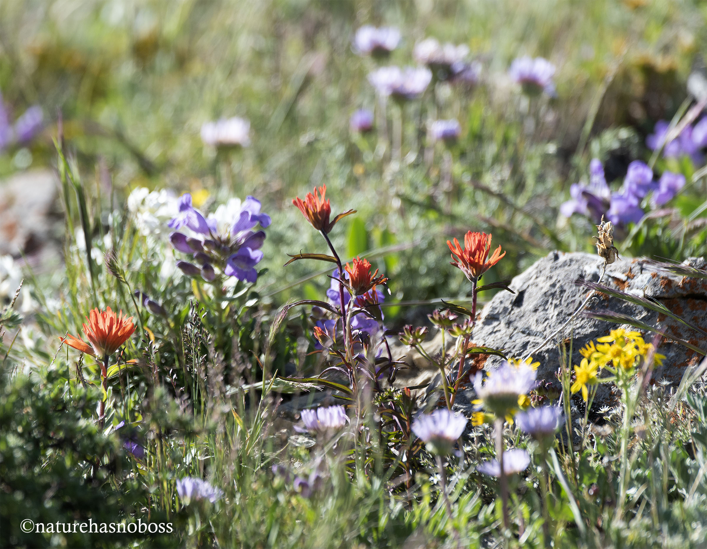 Alpine_garden_10 copy