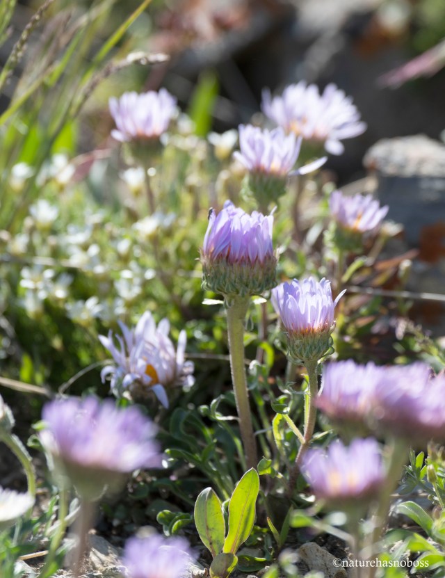 Alpine_garden_11 copy