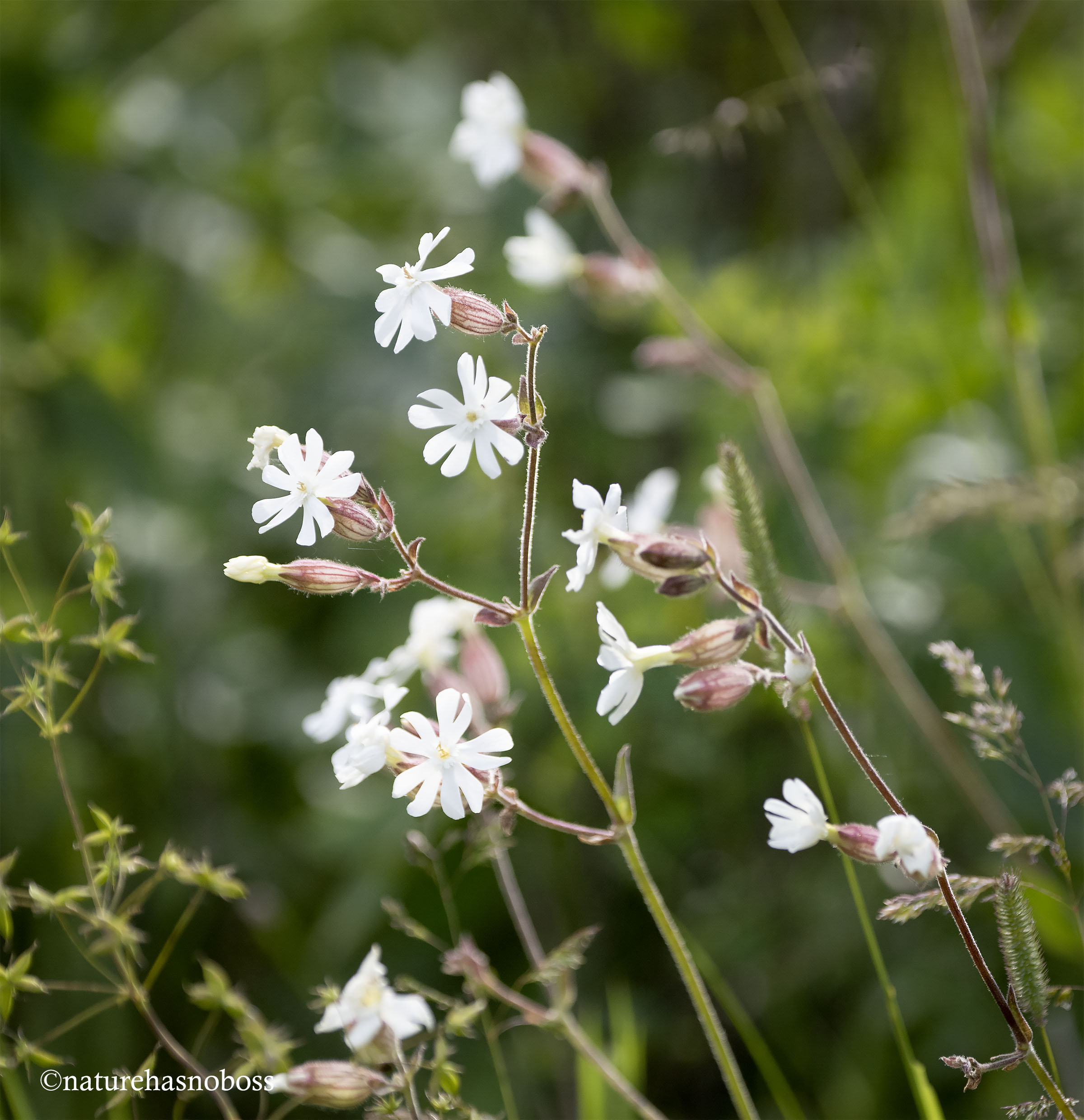 Bladder_flower_781276 copy