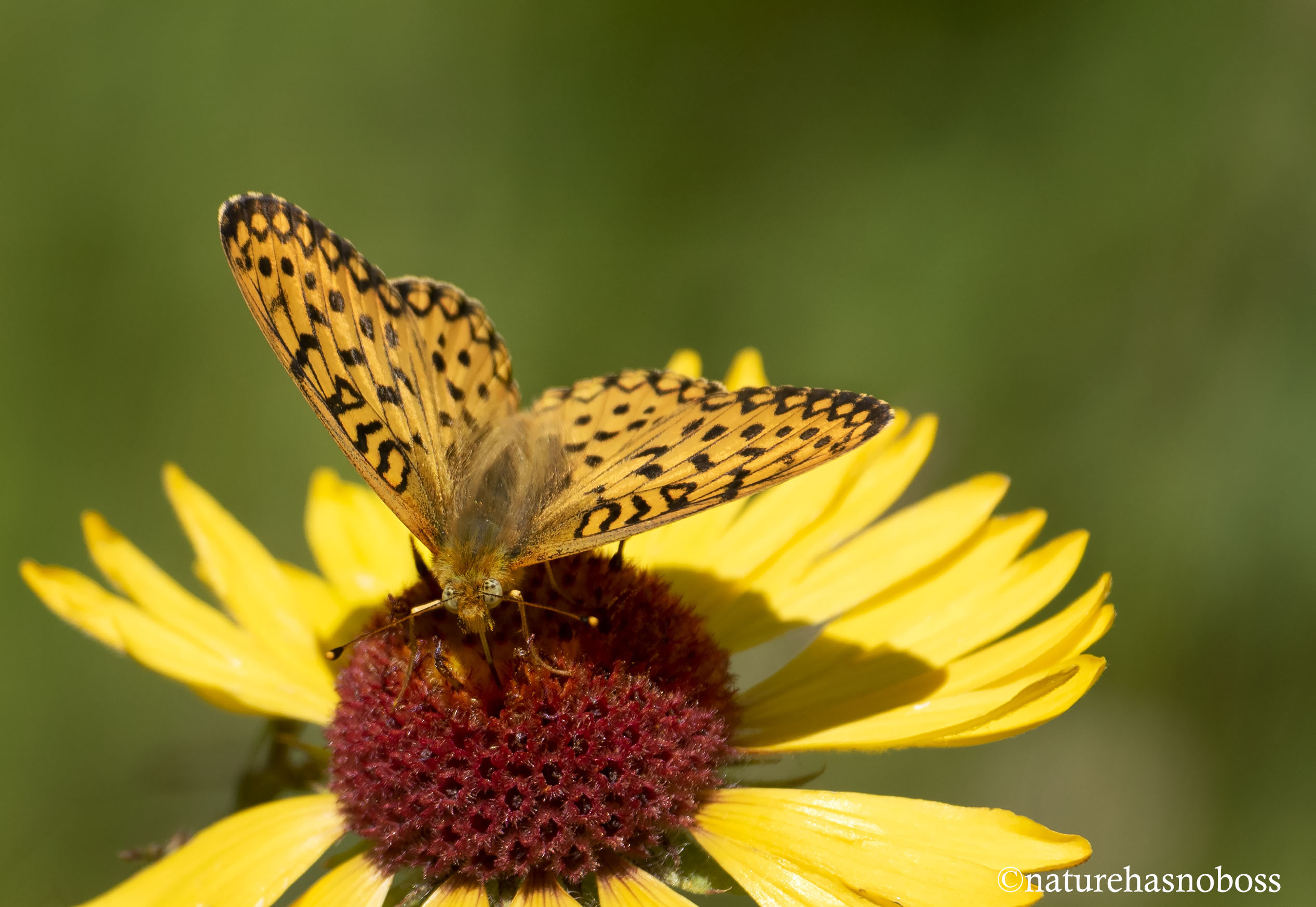 On_the_blanket_flower_091254 copy