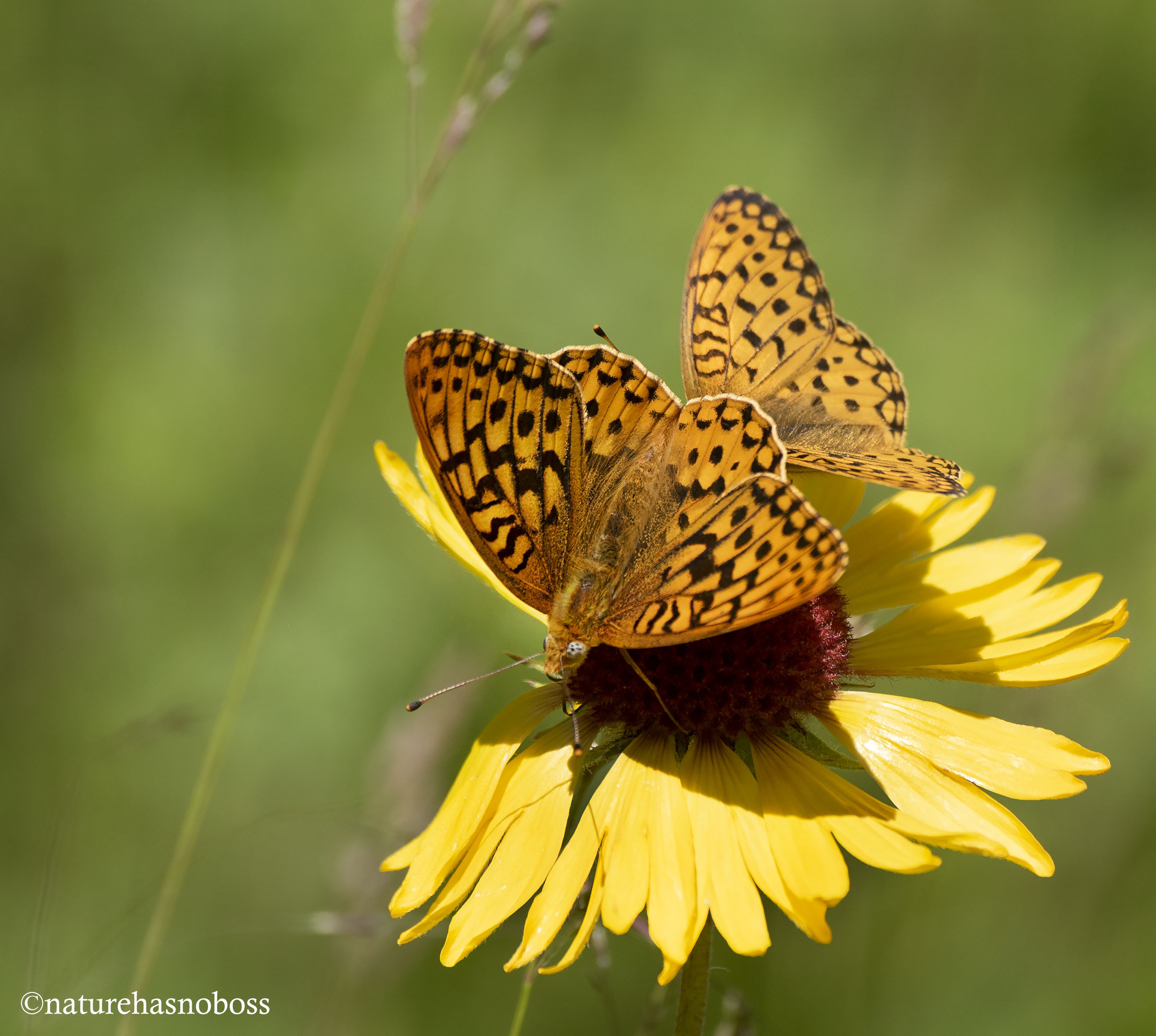 On_the_blanket_flower_097814 copy