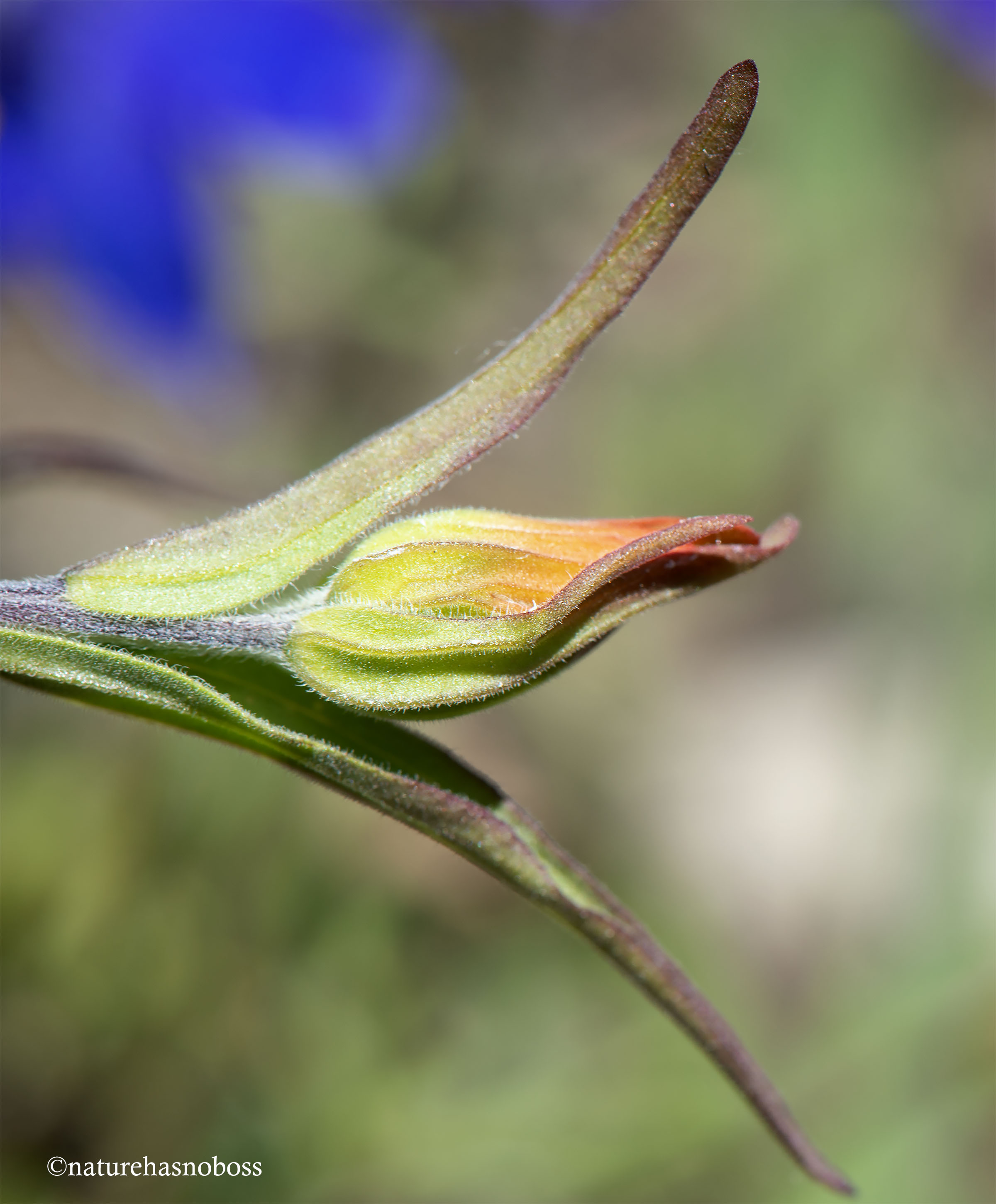 Painted_brush_2020_091276 copy