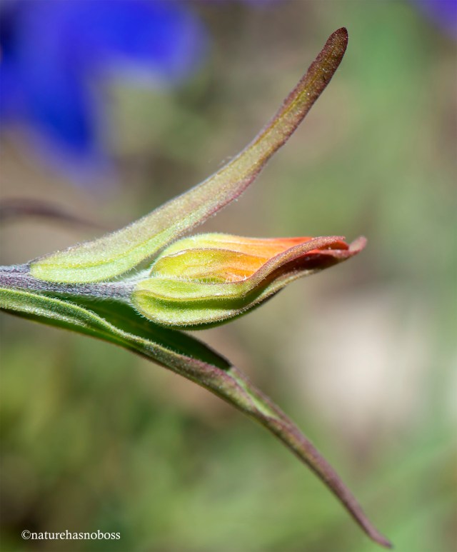 Painted_brush_2020_091276 copy