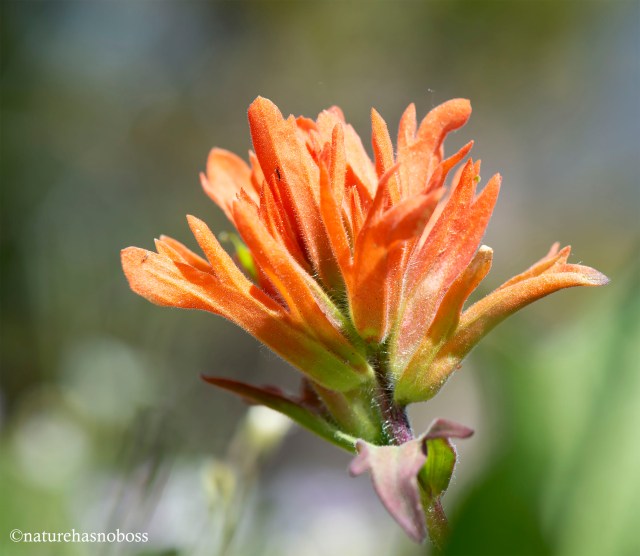 Painted_brush_2020_091761 copy