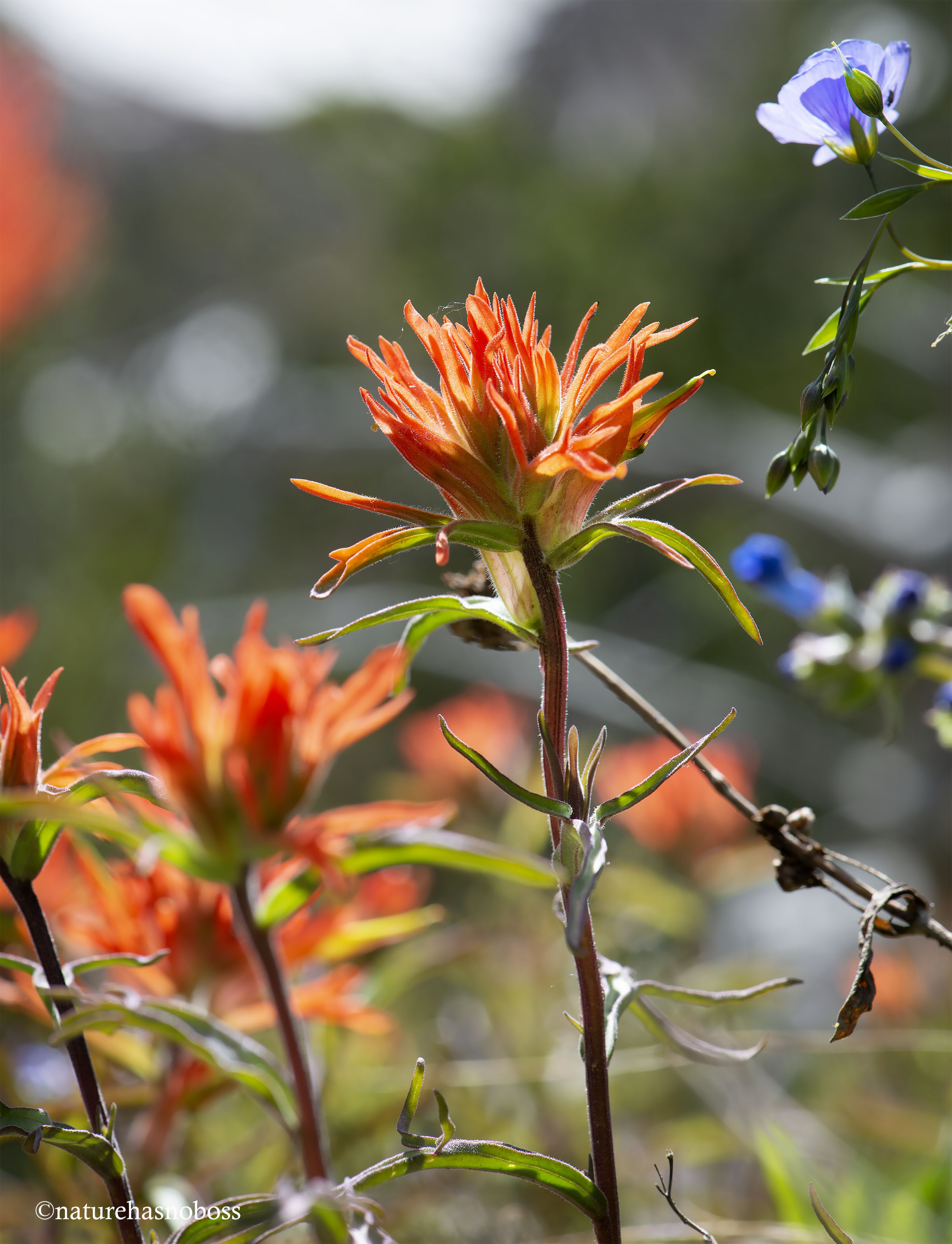 Painted_brush_2020_671980 copy