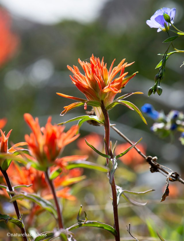 Painted_brush_2020_671980 copy