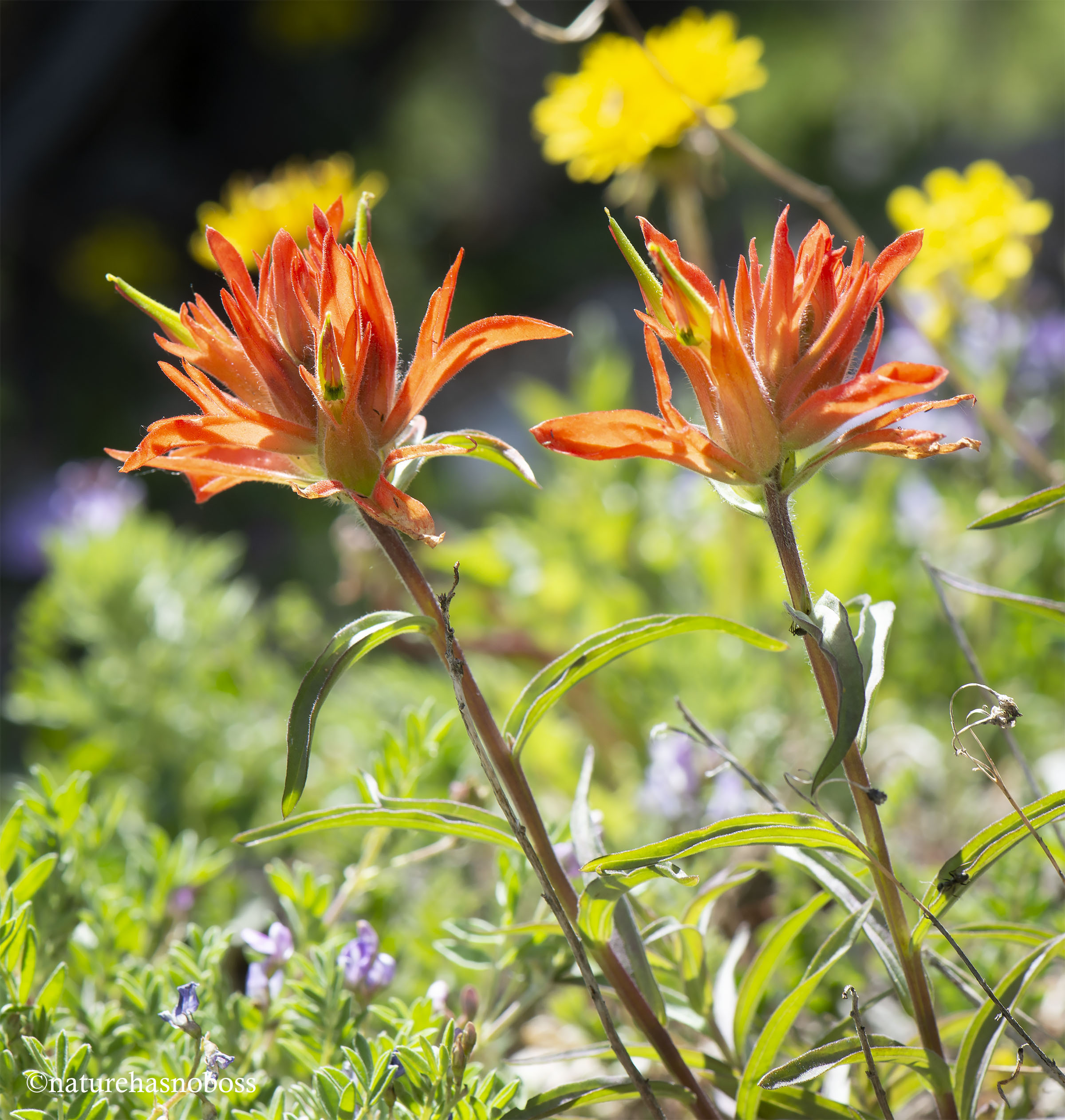 Painted_brush_2020_891762 copy