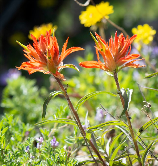 Painted_brush_2020_891762 copy