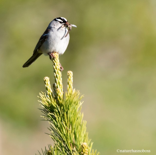 WC_sparrow_458710 copy